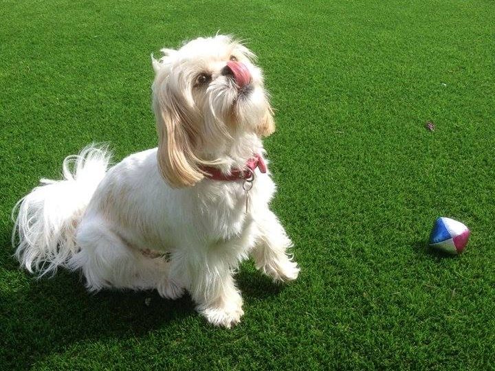 dog on artificial grass