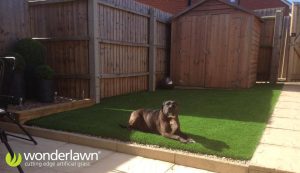 artificial grass installation for dogs