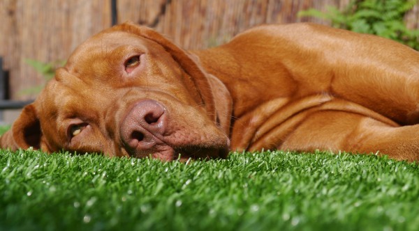A furry friend enjoying the artificial grass